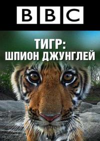 Постер BBC: Тигр – Шпион джунглей